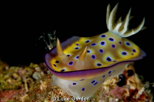 Chromodoris kunei,

F14, 1/200, 100mm macro by Luke Gordon 